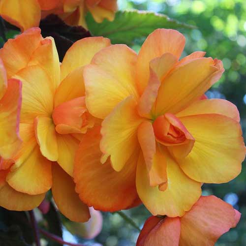 yellow rieger begonia flowers