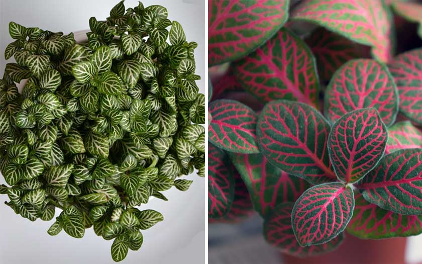 Fittonia (Nerve Plant)