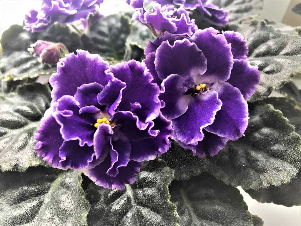 african violet