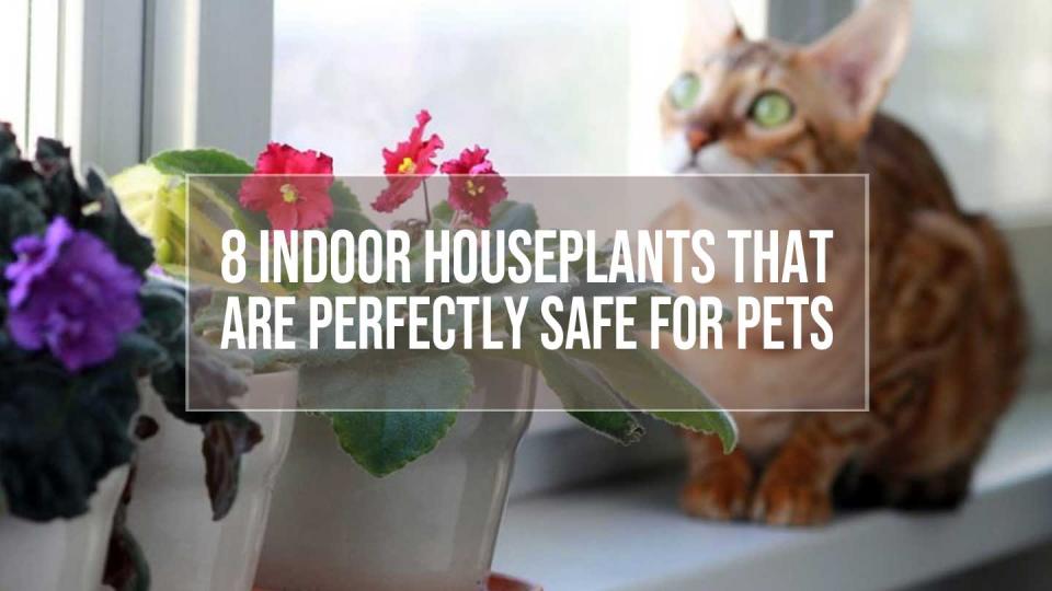 Indoor Houseplants That Are Safe For Pets