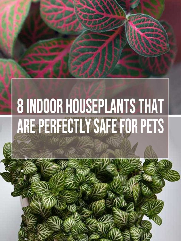 Indoor Houseplants That Are Safe For Pets