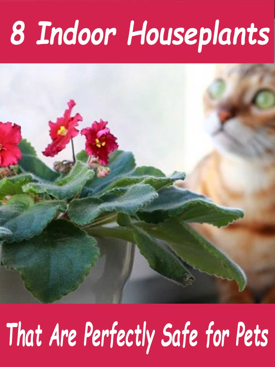 pet safe indoor houseplants