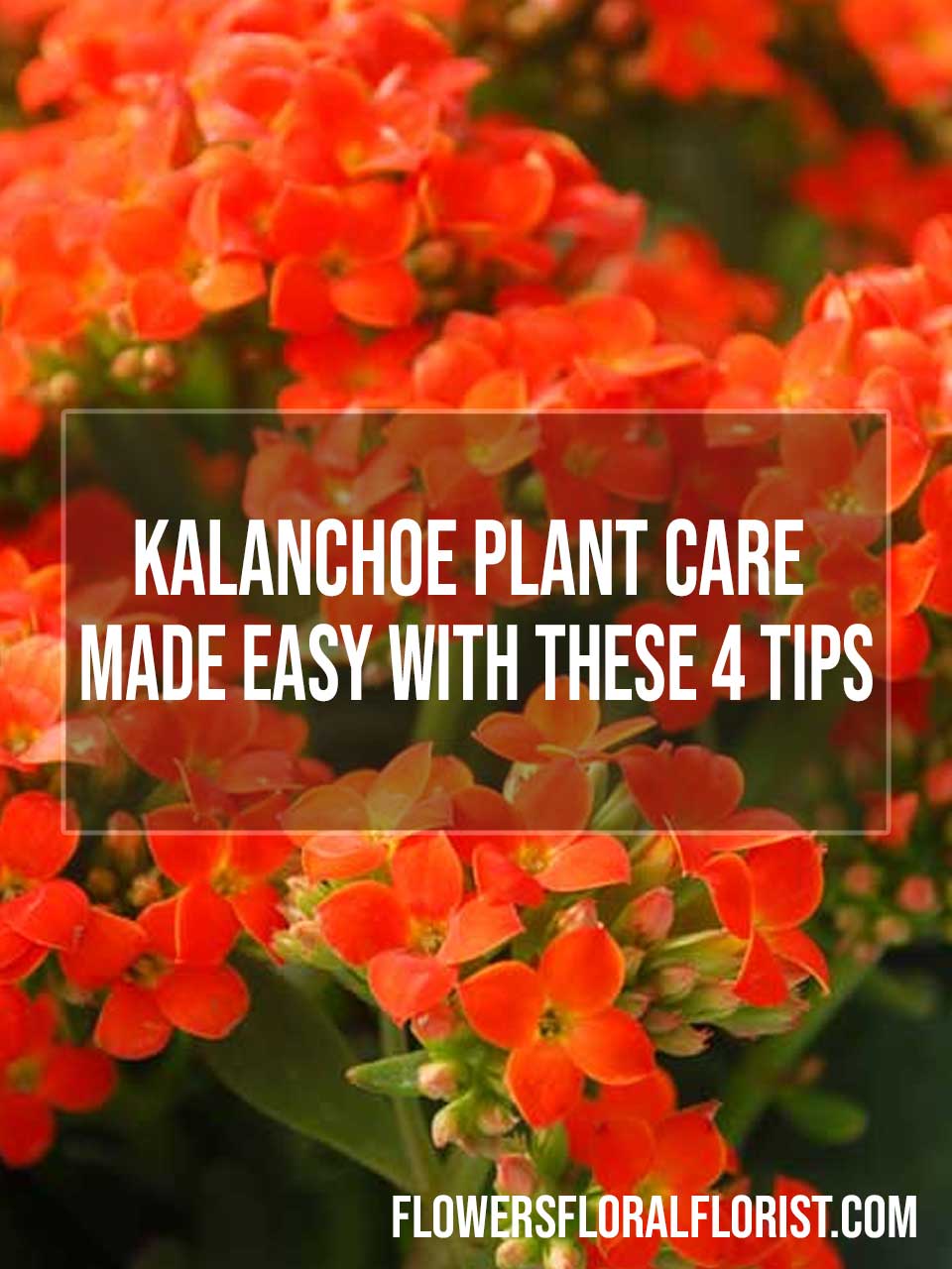 kalanchoe plant care