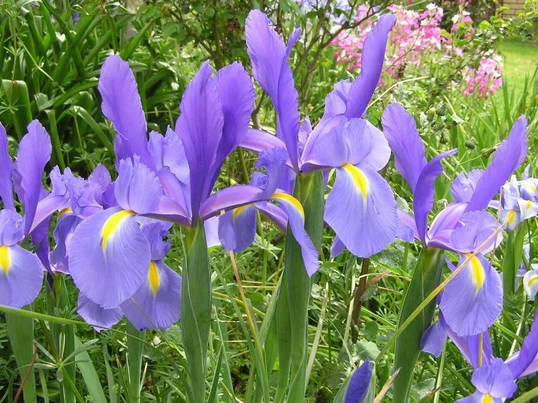 blue iris