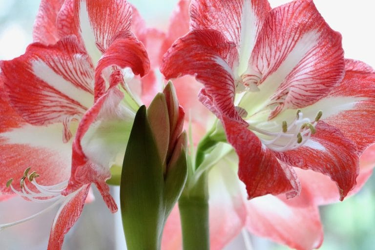 amaryllis blooms