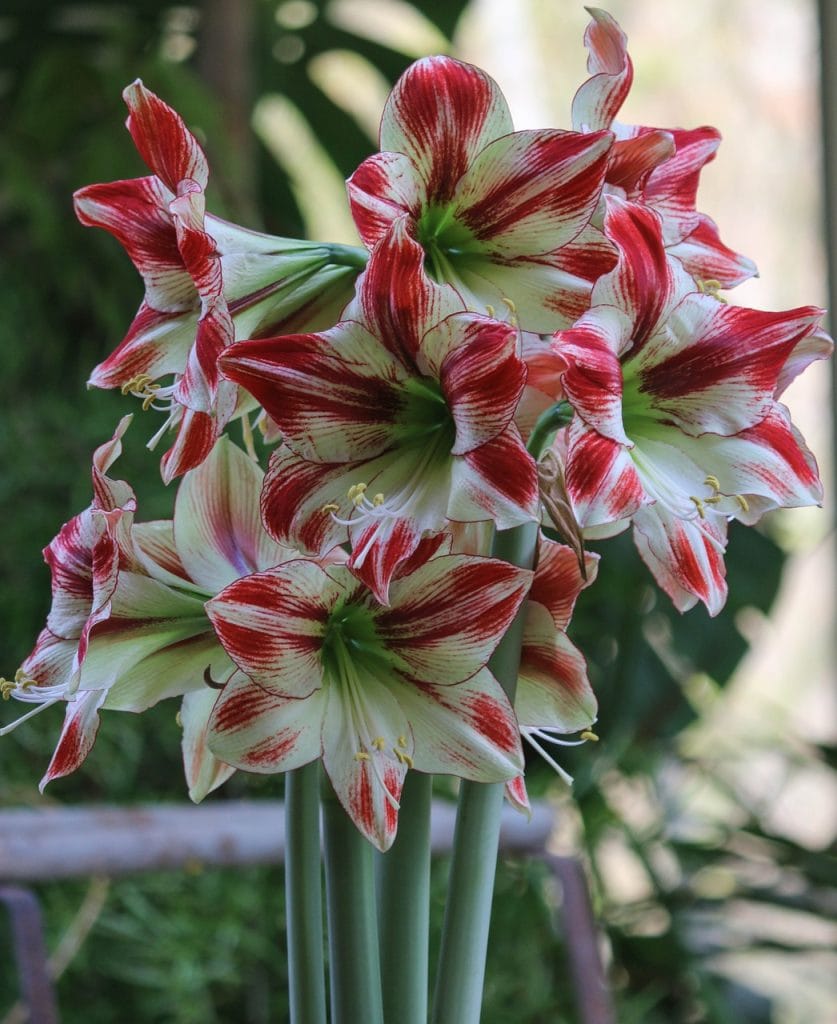 caring for an amaryllis plant