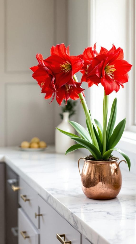 grow and maintain amaryllis