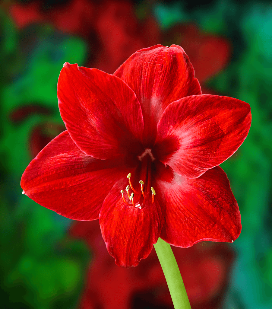 growing your amaryllis