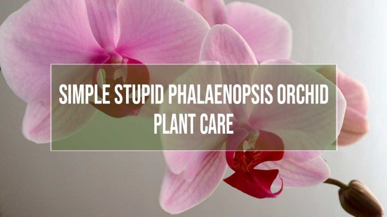 phaelaenopsis orchid plant care