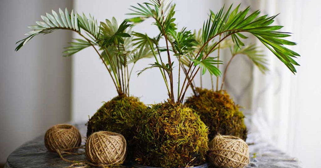 kokedama