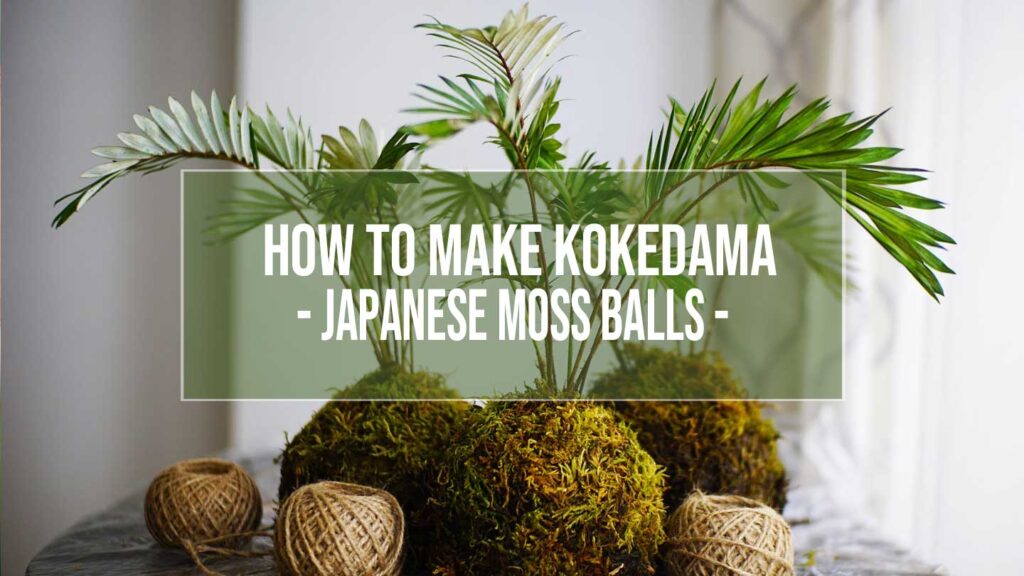 Kokedama - Japanese Moss Balls