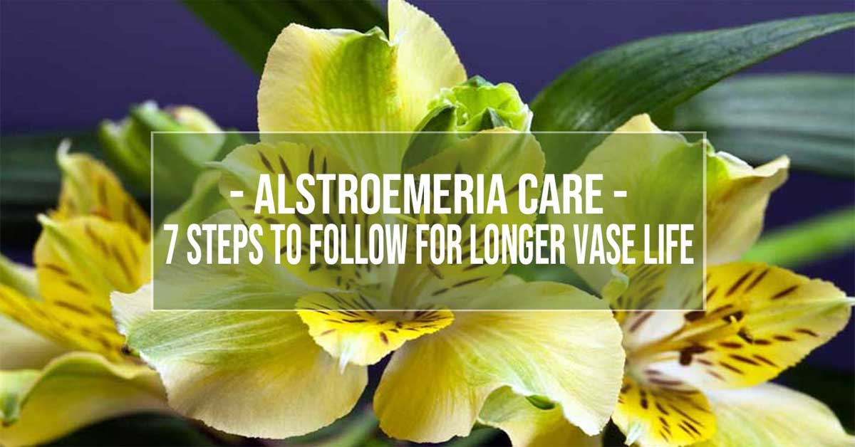 alstroemeria care