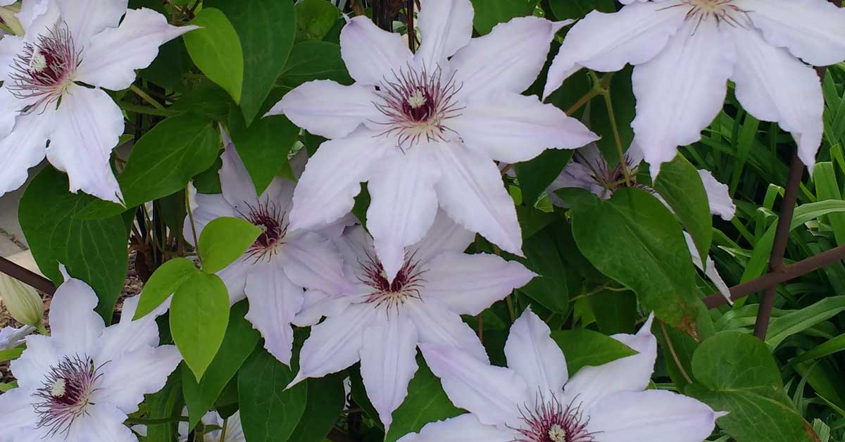 clematis flowers