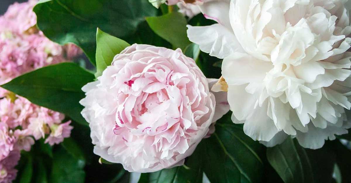 peony wedding flowers