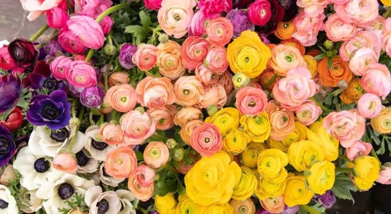 ranunculus flowers care