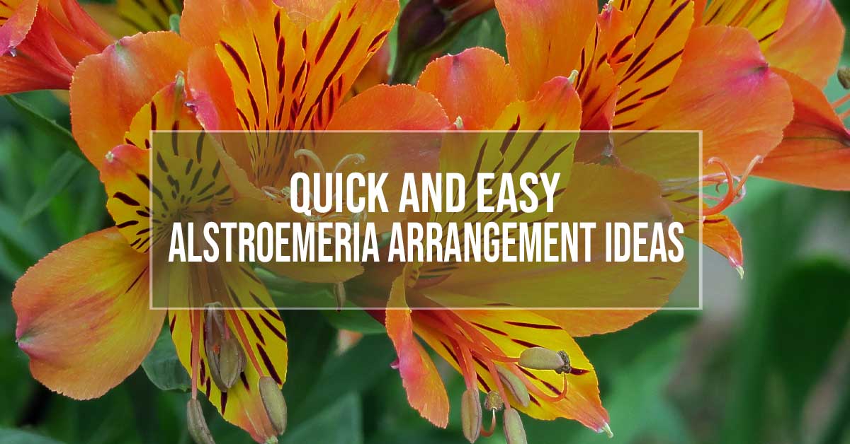 alstroemeria arrangement ideas