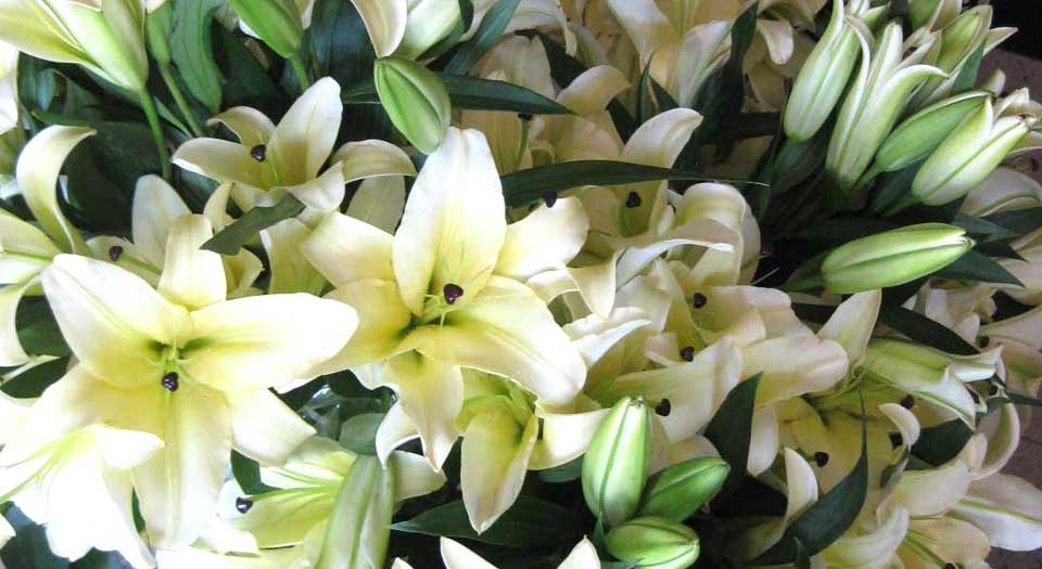 focal flowers white lilies