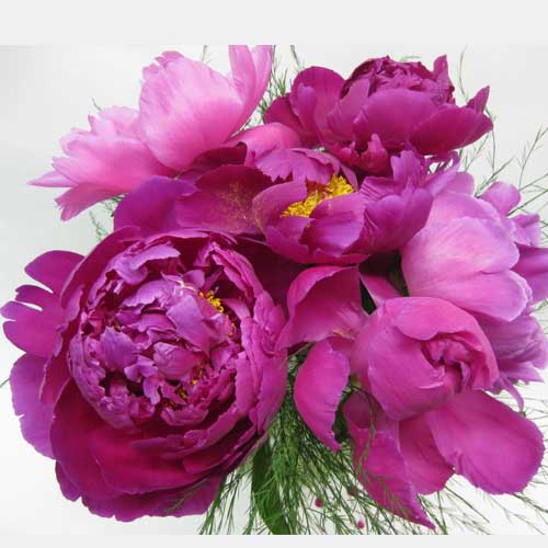 peony hand-tied bouquet