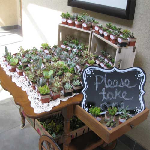succulent plant wedding favors