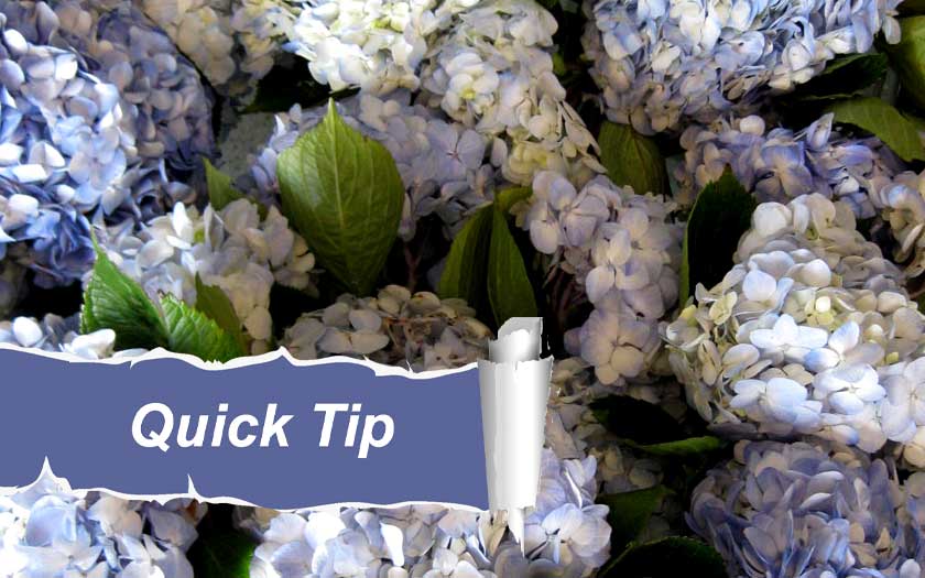 hydrangea quick tip