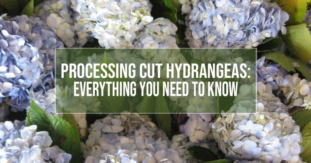 processing cut hydrangeas