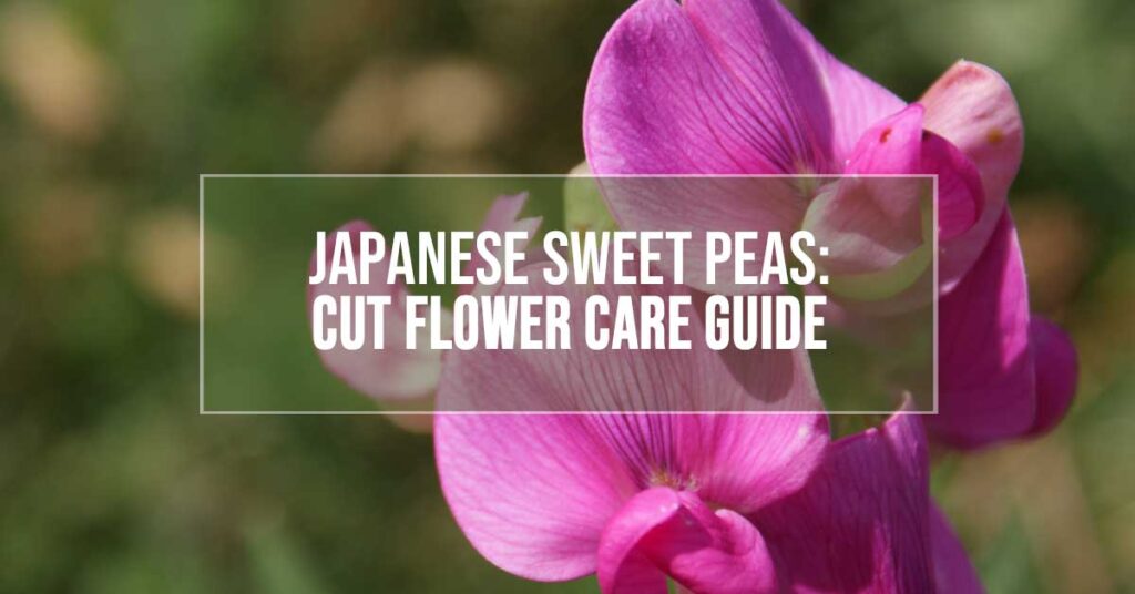 japanese sweet peas