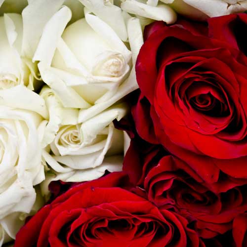 red and white roses