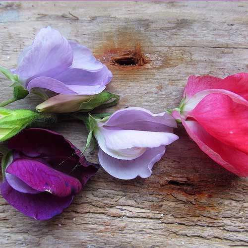 sweet pea flowers