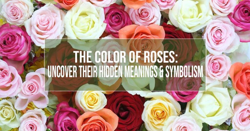 the color of roses