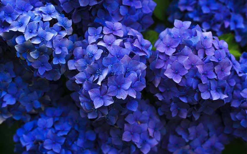 dyed dark blue hydrangeas