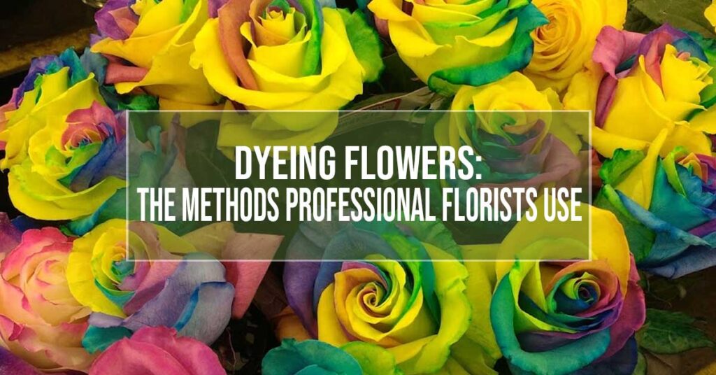 dyeing flowers