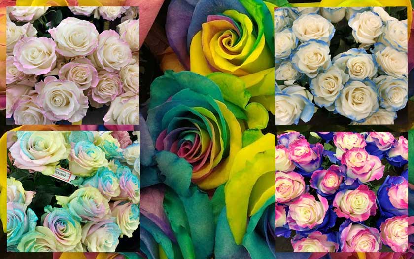 rainbow roses