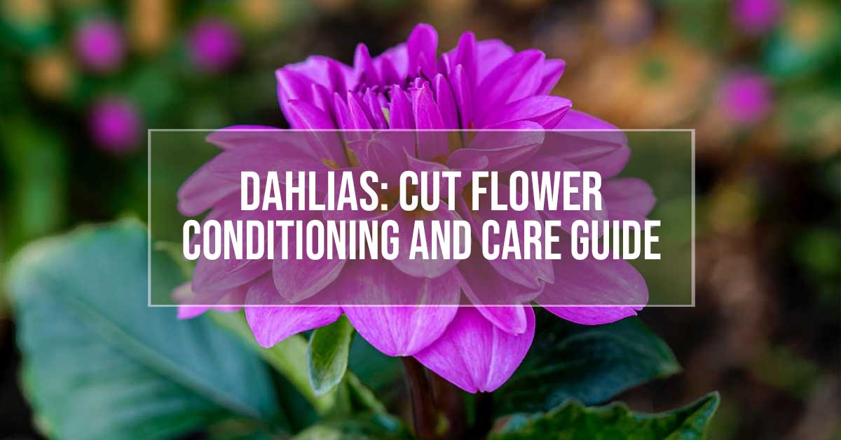 how to care for cut dahlias