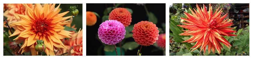 dahlia varieties