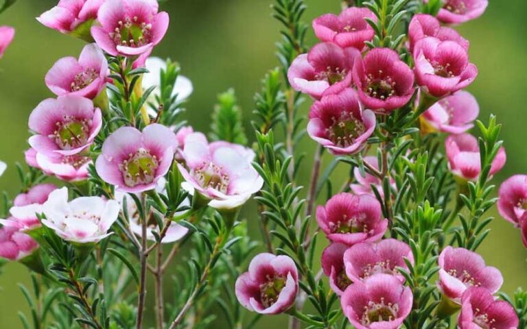 Pink waxflowers