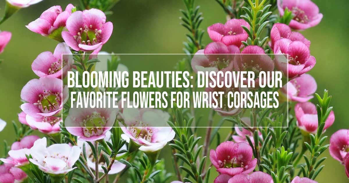 Our favorite flowers for wrist corsages