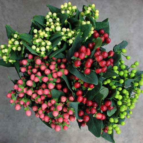 hypericum berries