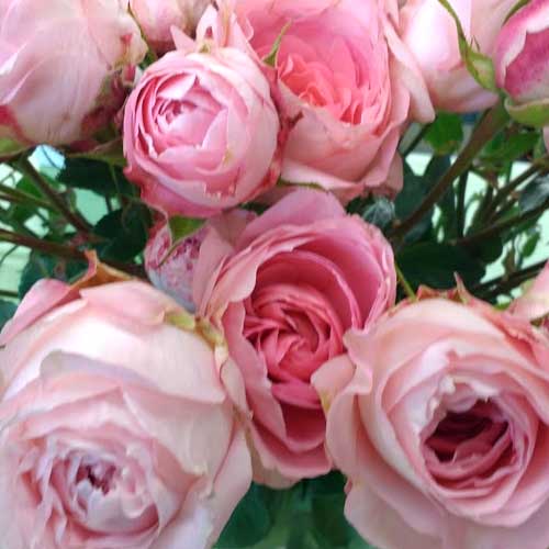 pink spray roses