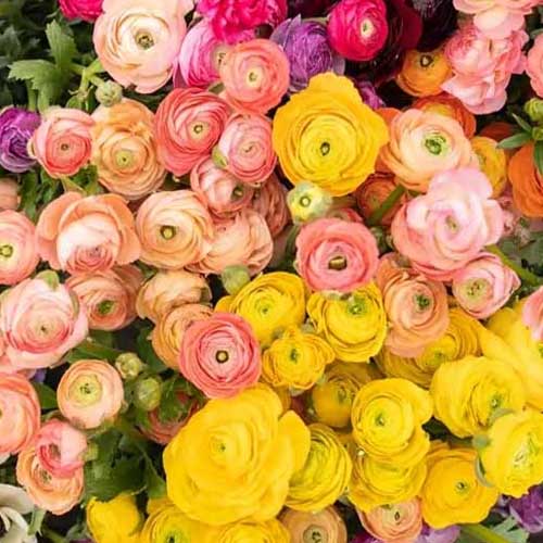 ranunculus flowers