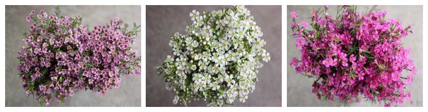 waxflower 1