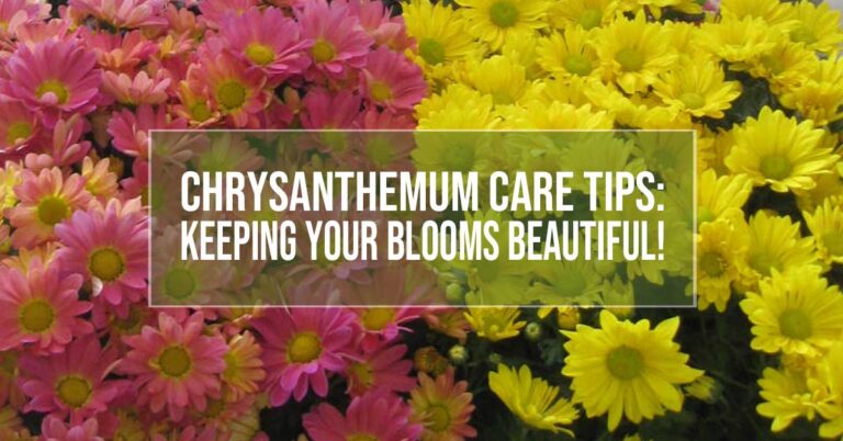 chrysanthemum care tips