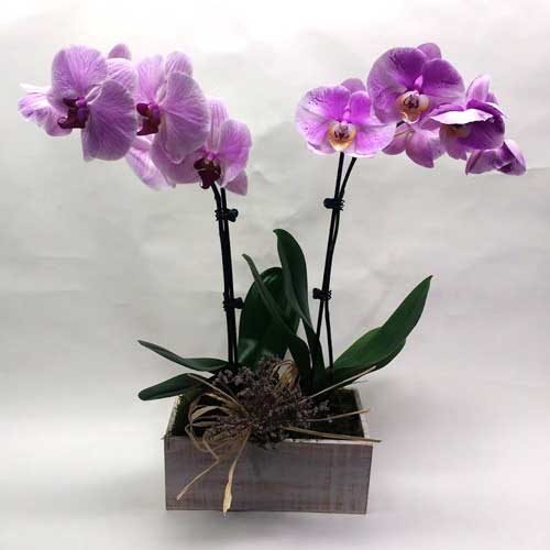 double orchidplant 1