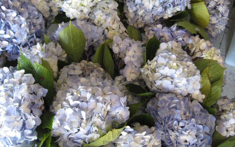 hydrangea cut flower care