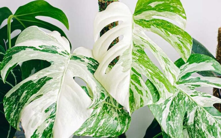 monstera albo