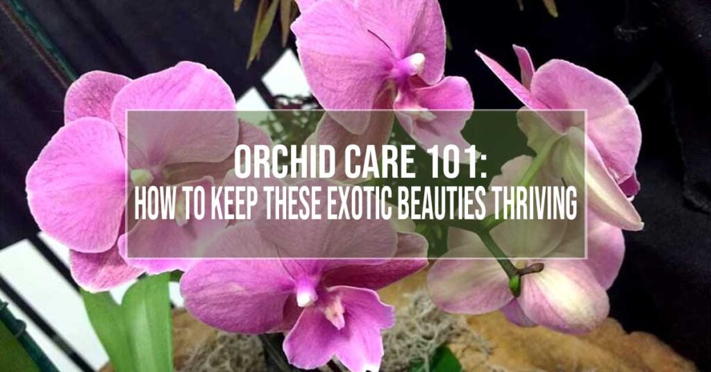 Orchid Care 101: How To Keep These Exotic Beauties Thriving