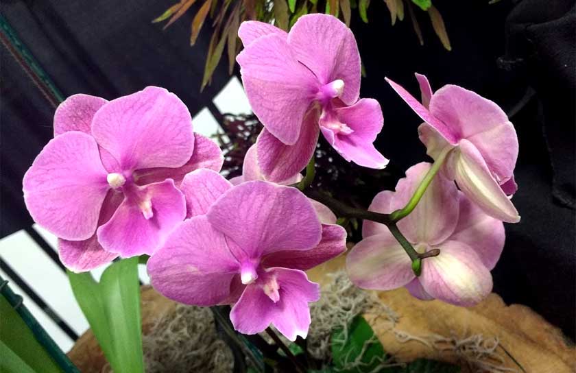 orchid care 101