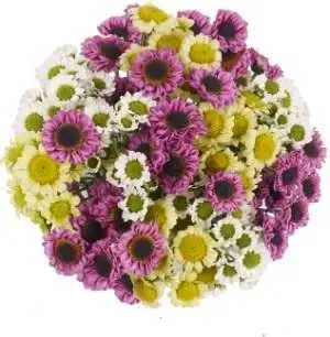 santini chrysanthemums