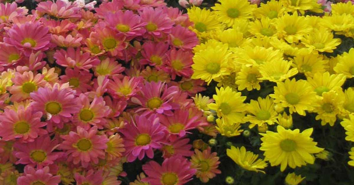 chrysanthemum care tips