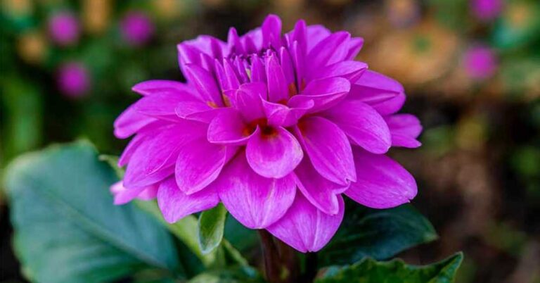 dahlia test