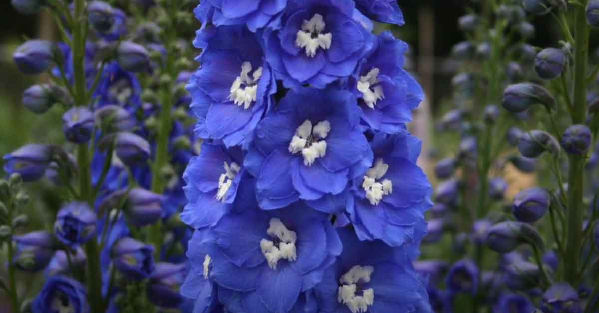 Bridal Bouquet with Blue Larkspur, and Lavender